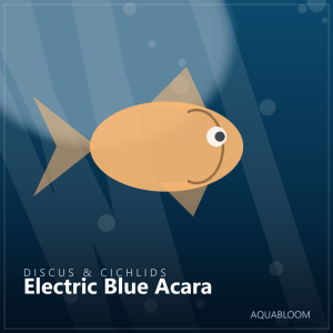 Electric Blue Acara