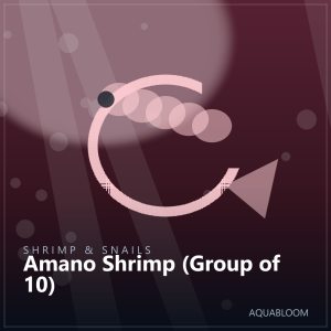 Amano Shrimp (Group of 10)