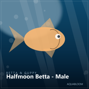 Halfmoon Betta - Male