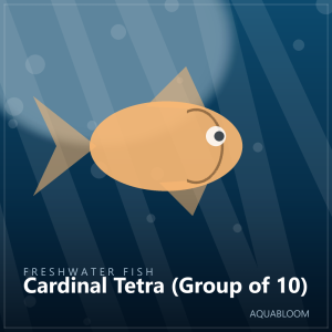 Cardinal Tetra (Group of 10)