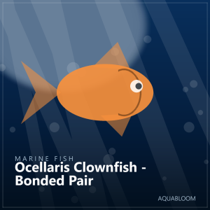 Ocellaris Clownfish - Bonded Pair