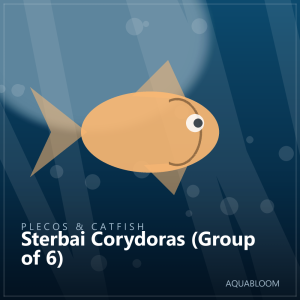 Sterbai Corydoras (Group of 6)