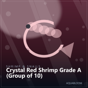 Crystal Red Shrimp Grade A (Group of 10)