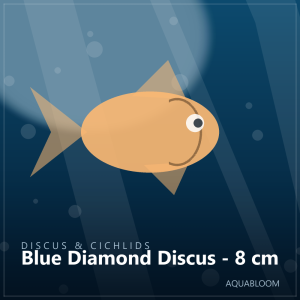 Blue Diamond Discus - 8 cm