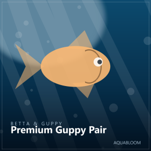 Premium Guppy Pair
