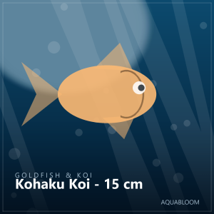 Kohaku Koi - 15 cm
