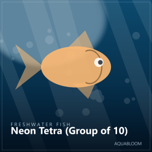 Neon Tetra (Group of 10)