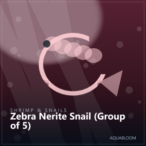 Zebra Nerite Snail (Group of 5)