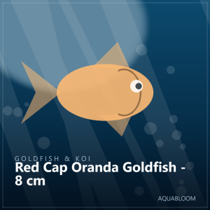 Red Cap Oranda Goldfish - 8 cm
