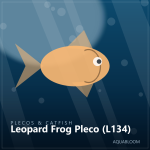Leopard Frog Pleco (L134)