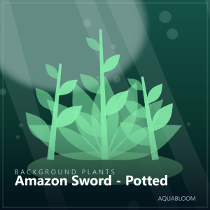 Amazon Sword - Potted