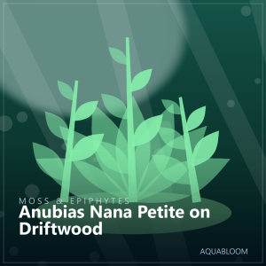Anubias Nana Petite on Driftwood