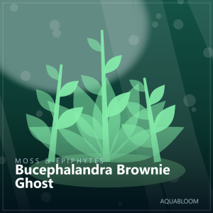 Bucephalandra Brownie Ghost