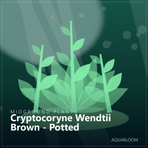 Cryptocoryne Wendtii Brown - Potted