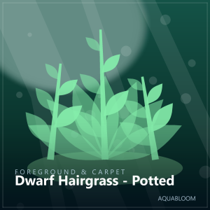 Dwarf Hairgrass - Potted