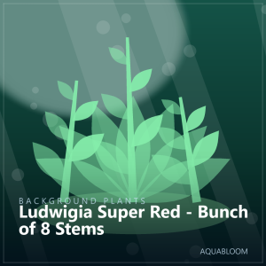 Ludwigia Super Red - Bunch of 8 Stems