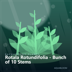 Rotala Rotundifolia - Bunch of 10 Stems