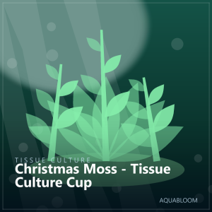 Christmas Moss - Tissue Culture Cup