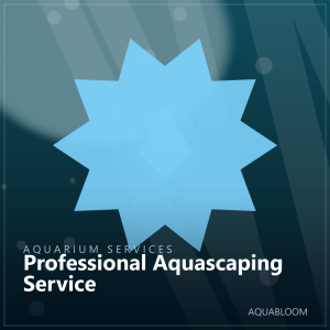 Professional Aquascaping Service